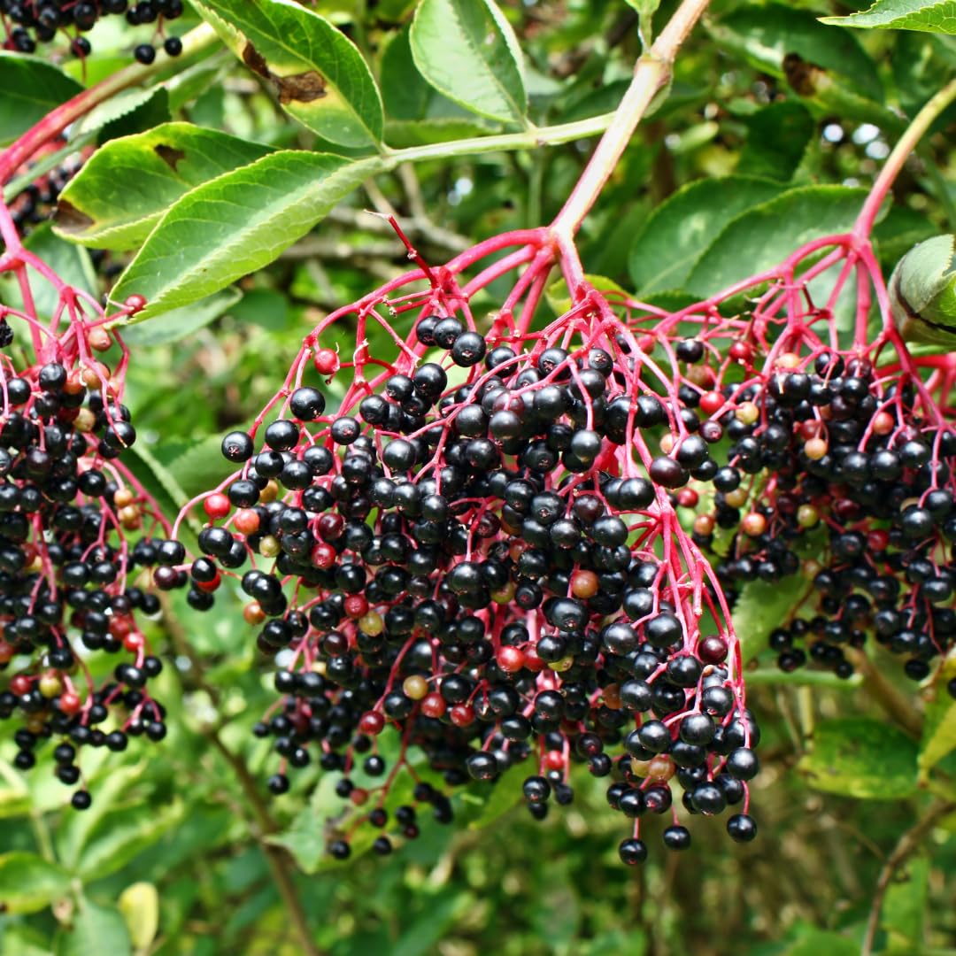 Set 2 Elderberry Plants Live Bush, Black Elderberries Plant Starter 5 to 9 Inch Tall Perennial Fruit Plant, No Pot, Dormant in Winter