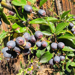 Serviceberry Live Plant, Berry Bush Plant, 1-2 Ft Tall
