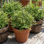 Live Black Huckleberry Bush in 5" Pot, Edible Sweet Berry Shrub, Fruiting Plant for Outdoor Garden and Patio, 6-10 Inch Tall