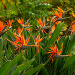 2 Orange Bird of Paradise Live Plants, Strelitzia Reginae Well-Rooted Tropical Perennial Blooming, 5-9 Inches Houseplant Decor Indoor Outdoor, No Pot