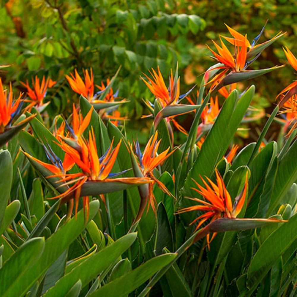 2 Orange Bird of Paradise Live Plants, Strelitzia Reginae Well-Rooted Tropical Perennial Blooming, 5-9 Inches Houseplant Decor Indoor Outdoor, No Pot