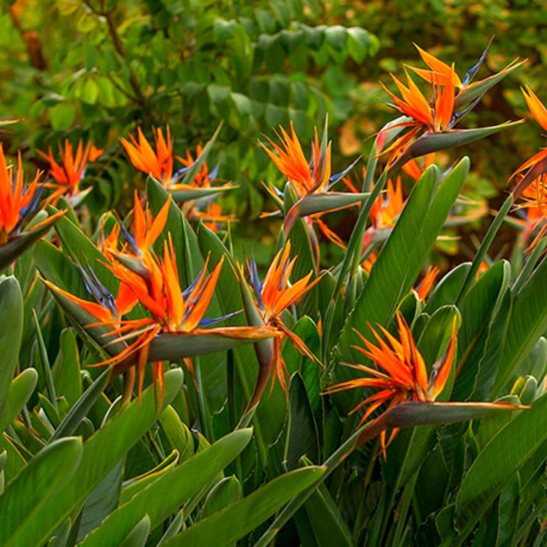 2 Orange Bird of Paradise Live Plants, Strelitzia Reginae Well-Rooted Tropical Perennial Blooming, 5-9 Inches Houseplant Decor Indoor Outdoor, No Pot