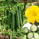 Loofah Sponge Gourds Live Plant for Planting, Luffa Plant from 4 to 6 Inches Height, 2 Plants in Pot, Climbing Annual Vine, Ready for Planting