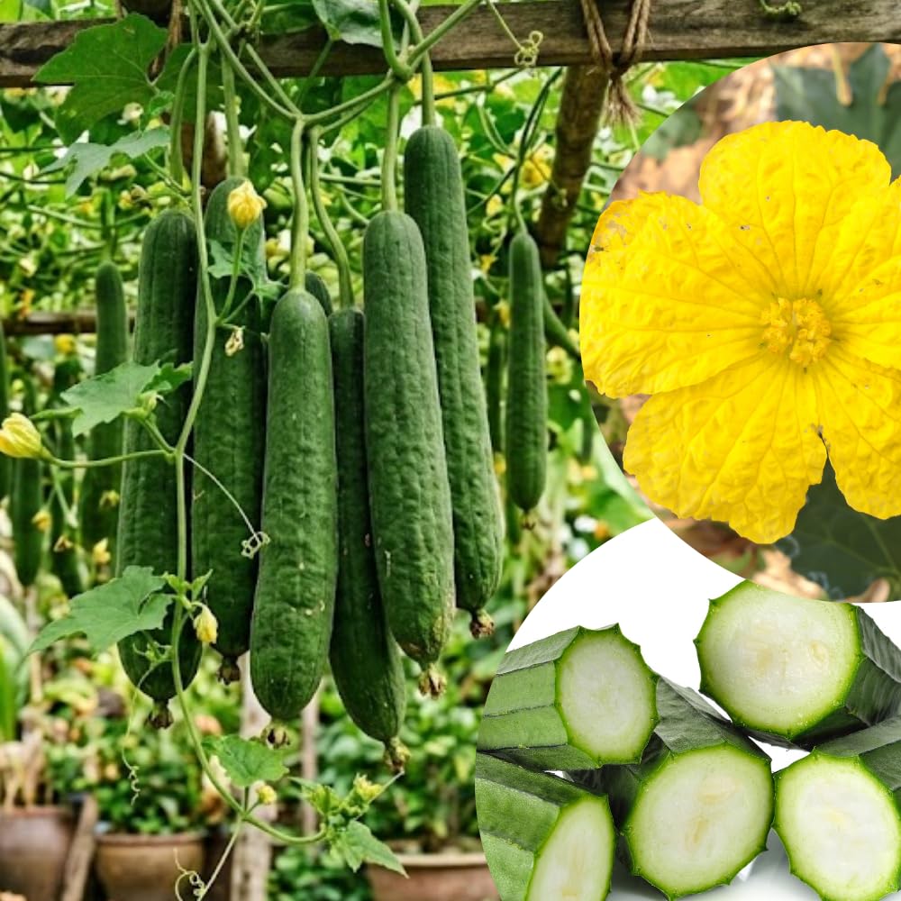 Loofah Sponge Gourds Live Plant for Planting, Luffa Plant from 4 to 6 Inches Height, 2 Plants in Pot, Climbing Annual Vine, Ready for Planting