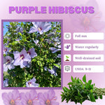 Set of 7 Purple Hibiscus Cuttings, Hibiscus Flowers Plants, Tropical Flower Plant for Outdoor Gardening