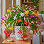 4 Christmas Cactus Plants Live, 4-7 Inch Tall (Random)