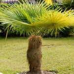 Palm Tree Plant, Live Tropical Palm Tree, Fully Rooted in 3 Gallon Pot, Ready for Outdoor Planting (Old Palm)