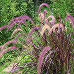 2 Purple Fountain Grass Plants Live for Spring Planting, Size 5-9" in Tall, Oranamental Grass for Outdoor Indoor