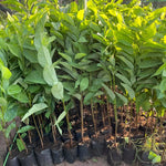 Sugar Apple Tree Live Plant, 2-3 Ft in One Gallon Pot, 2 Years Old Tree Annona Squamosa Soursop Like, Outdoor Spring Tropical Fruit Planting, No CA