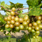 Set 3 Bronze Muscadine Grape Plants Live, 4-6 Inch Tall Well Rooted Vines for Outdoor Planting