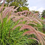 2 Fountain Grass Plants Live, 5-9 Inch Tall Ornamental Grass Live Plants for Landscaping and Garden Borders (Rose Fountain Grass)