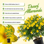 3 Dwarf Allamanda Plant Live, Yellow Allamanda Flower Plant, Tropical Yellow Flowering Plants for Outdoor Garden and Container Growing, No Pot