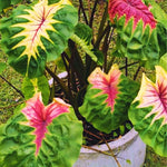 Pink Green Colocasia Elephant Ear Plants Live 4–7 Inches Tall, Taro Alocasia Tropical Foliage Plants for Outdoor Garden Home Decor