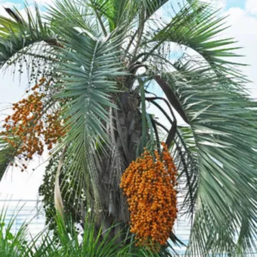 Live Palm Tree Plant in 3 Gallon Pot, No CA, Large Fully Rooted Size, Ready to Plant for Home Décor Indoor Outdoor Landscape, Rare Palm Trees, Jelly Palm