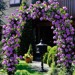 Climbing Rose Live Plant Well Rooted, No Leaf, Ready to Plant Indoor Outdoor, Climber Rose Bush, Hybrid Tea Rose Like, Very Fragrant, Long Bloomer (Purple)