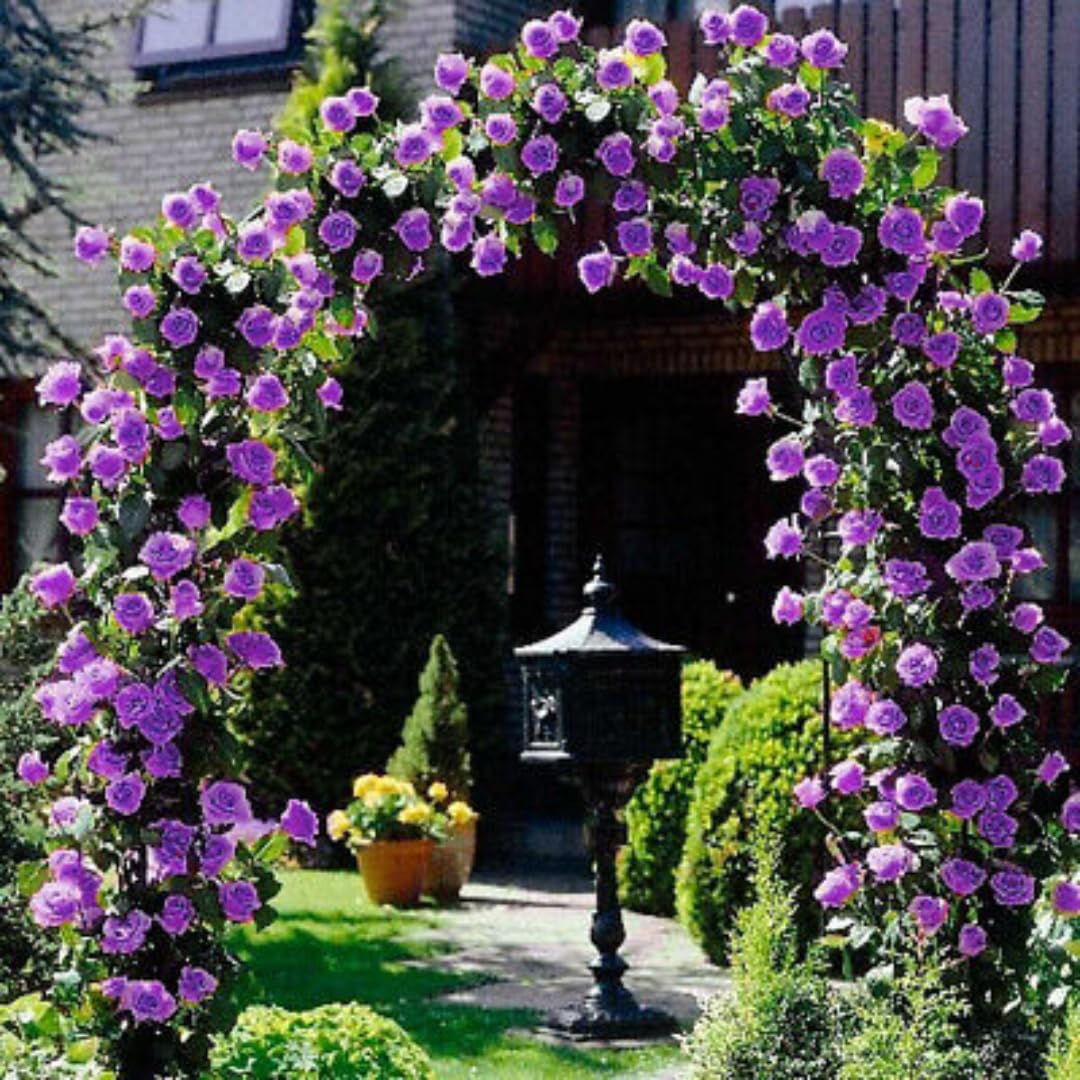 Climbing Rose Live Plant Well Rooted, No Leaf, Ready to Plant Indoor Outdoor, Climber Rose Bush, Hybrid Tea Rose Like, Very Fragrant, Long Bloomer (Purple)