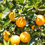 Orange Tree Live Plant, Late Season Orange Tree, Well Rooted, 1-2 Feet Tall, Sweet Citrus Trees for Containers, Pot and Outdoor Garden