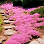 100+ Creeping Thyme Seeds, Pink Creeping Thyme Seeds Ground Cover for Landscaping, Vibrant Blooms Garden Seed