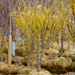 Witch Hazel Live Plants in Quart Pot, 8 Months-Old Witch Hazel Plants for Planting Outdoor, Hardy Flowering Shrubs