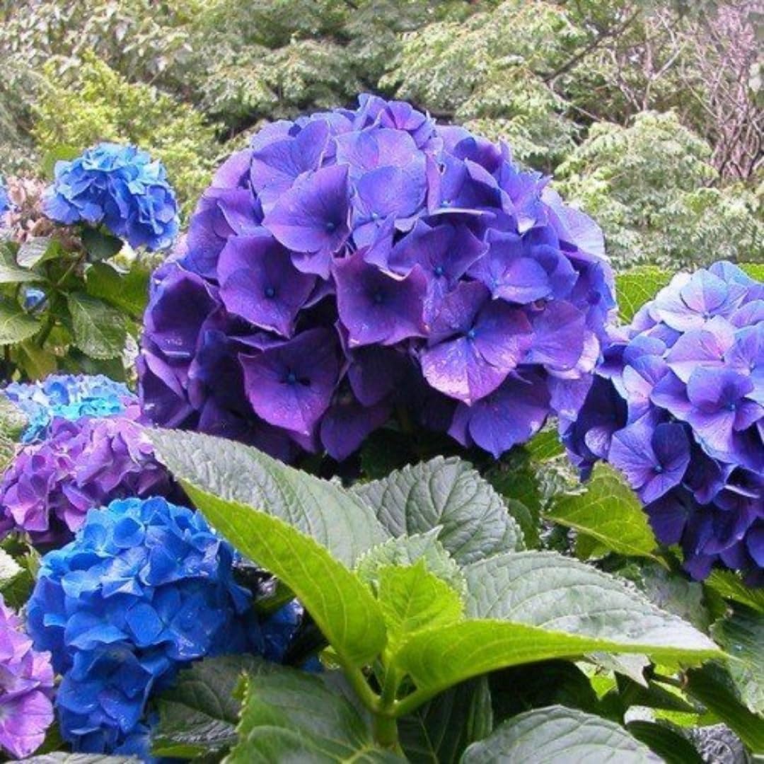 Hydrangea Plant Live Tree Dormant in Winter, Vibrant Color Bloom, 5-11" Well-Rooted Hydrangea Shrub Bush for House Planting Outdoor (Pink to Blue to Purple)