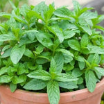 Set 3 Random Mint Plants Live, Indoor Outdoor Herbs Mixed Plants, Well-Rooted and Cold Hardy for Spring Garden