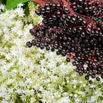 2 Elderberry Bushes Live Plants, 9 Months Old 5-9" in Tall Seedling, Elderberry Plants Live for Planting, Cold Hardy, Zones 3-8