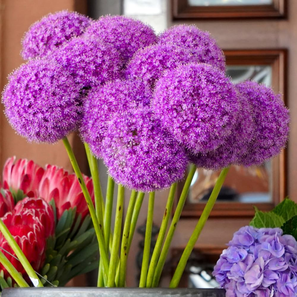 6 Allium Bulbs for Planting, Allium Gladiator Bulbs, Purple Blooming Onion Flowering Perennial for Spring and Summer Garden