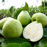 White Guava Tree Live Plant, 10 Inch Sweet Fruit Tree, Tropical Guava Plant for Home Garden