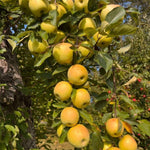 Live Gold Apple Tree Plant