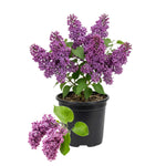 Fragrant Common Lilac Plant in 4 Inch Pot, Hardy Flowering Lilac Shrub, Fragrant Purple Blossoms
