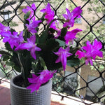 2 Purple Christmas Cactus Plants, Thanksgiving Cactus 3-6 Inch Tall, Winter Succulents Flowers Container Hanging Basket Indoor Outdoor Planting