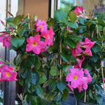3 Pink Mandevilla Plants Live, Mandevilla Flower Plant, Mandevilla Live Plants, 5 Inc to 6 Inc Tall, Mandevilla Well Rooted for Garden