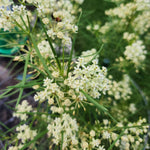 2 White Milkweed Plants, Milkweed Flowering Plants, Live Milkweed Starter Plants 4 to 6 Inches Tall Rooted to Grow Outdoor