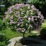 Lilac Live Plant in Pot, Hardy Shrub with Reblooming Blossoms, 1-2 Year Old Plant, Dormant in Winter, Fragrant Flowers (Lavender Lilac)
