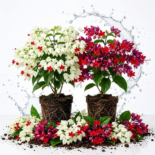 2 Assorted Clerodendrum Bleeding Heart Plants Live, Vine Plant, 5-9" Tall