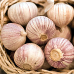 1 Pound Hard Neck Garlic for Planting in Fall, White Garlic Bulb for Planting, Fresh and High Yield, Cold Hardy, Planting Softneck Hardneck