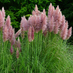 100 Pink Pampas Grass Seeds, Ornamental Grass Seeds for Planting, Perennial Pampas Grasses for Landscaping and Decoration