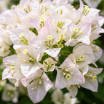 2 Bougainvillea Live Plants, Tropical Bougainvillea Flowering Vine, Fast Growing Outdoor and Container Plant, 4-8'' Tall (White Blooms)