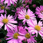 Set 2 Aster Plants Live, Asters Perennial Live Plants, Multicolor Blooms, 5 to 7 Inches Tall, Ideal for Indoor Outdoor Gardening