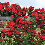 Climbing Rose Live Plant Well Rooted, No Leaf, Ready to Plant Indoor Outdoor, Climber Rose Bush, Hybrid Tea Rose Like, Very Fragrant, Long Bloomer (Don Juan)