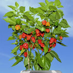 6 Red Carolina Reaper Pepper Plants Live, 80 Days Old Peppers for Growing, Hot Chili Trees for Planting, No Pot, 5 to 9 Inc Tall