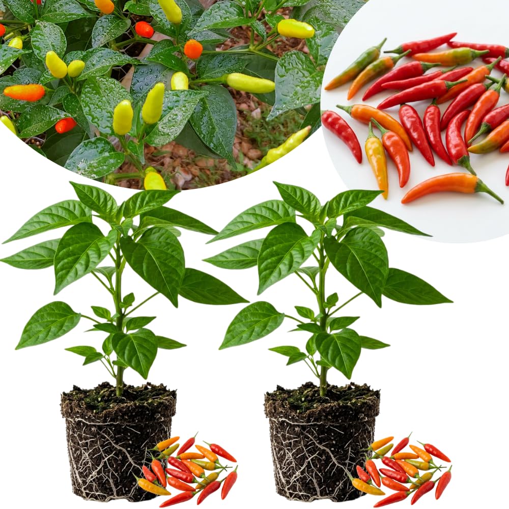 Set 2 Pepper Plants Live for Planting, Pepper Plant, 4-6 Inc Tall, Live Vegetable Plants for Indoor Outdoor Growing (Small Upright Hot Peppers)