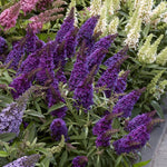 2 Mix Butterfly Bushes Live Plant, Fragrant Buddleia Bush Plant, 4 to 8 Inches, Outdoor Planting