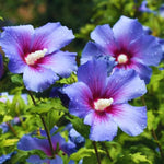 Althea Rose of Sharon Bush Live Plant 6 to 12 Inch Height, in Pot, Ornamental Hibiscus Plant Live, Hibiscus Syriacus Flowers (Purple)