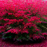 5 Dwaft Burning Bush Shrub Bare Roots, 4 to 6 Inc Tall, Live Bushes and Shrubs Outdoor Gardening Indoor Outdoor