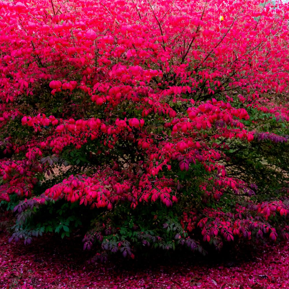 5 Dwaft Burning Bush Shrub Bare Roots, 4 to 6 Inc Tall, Live Bushes and Shrubs Outdoor Gardening Indoor Outdoor