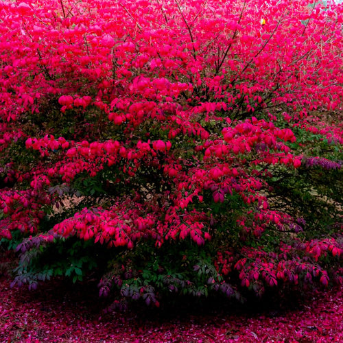 5 Dwaft Burning Bush Shrub Bare Roots, 4 to 6 Inc Tall, Live Bushes and Shrubs Outdoor Gardening Indoor Outdoor