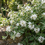 Climbing Star Jasmine Plant Live 4-7 Inches Tall, Fragrant Flowering Vine for Garden, Patio Containers and Indoor Growing