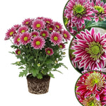 Chrysanthemum Plants Live 4 to 7 Inch Tall, Mums Live Plants, Vibrant Perennial Mum Plant for Planting in Garden (White Pink)