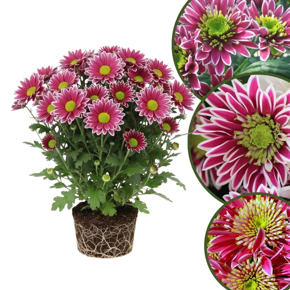 Chrysanthemum Plants Live 4 to 7 Inch Tall, Mums Live Plants, Vibrant Perennial Mum Plant for Planting in Garden (White Pink)